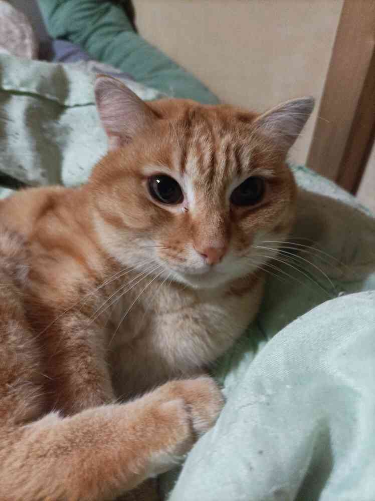 I love this cat so much